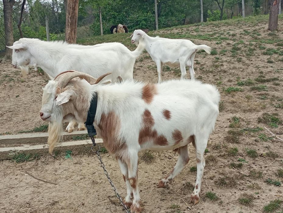 Vând 3 tapi de prăsila
