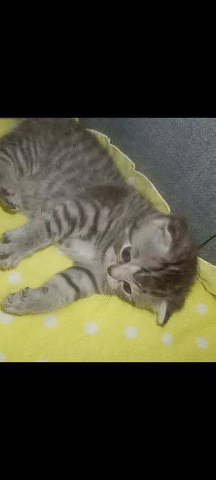 В бронь шикарные плюшевые мишки