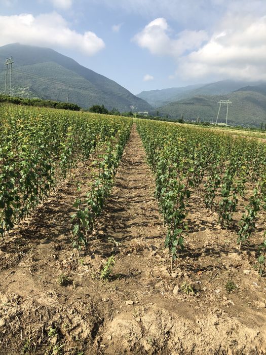 Овощен посадъчен материал