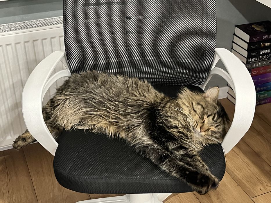 Потерялся кот,Алматы!