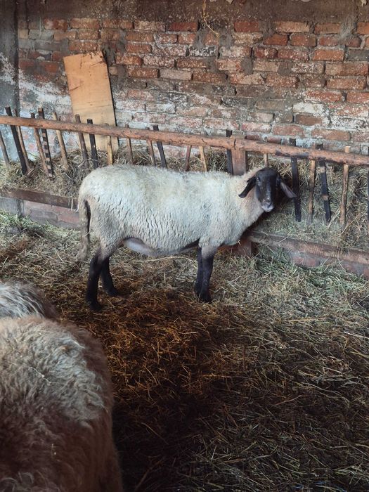 Vand 5 oi si patru iede