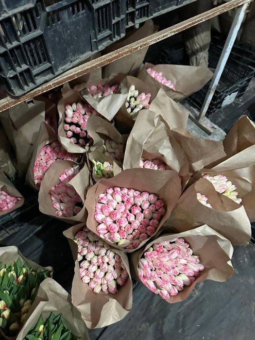 Продам тюльпаны оптом