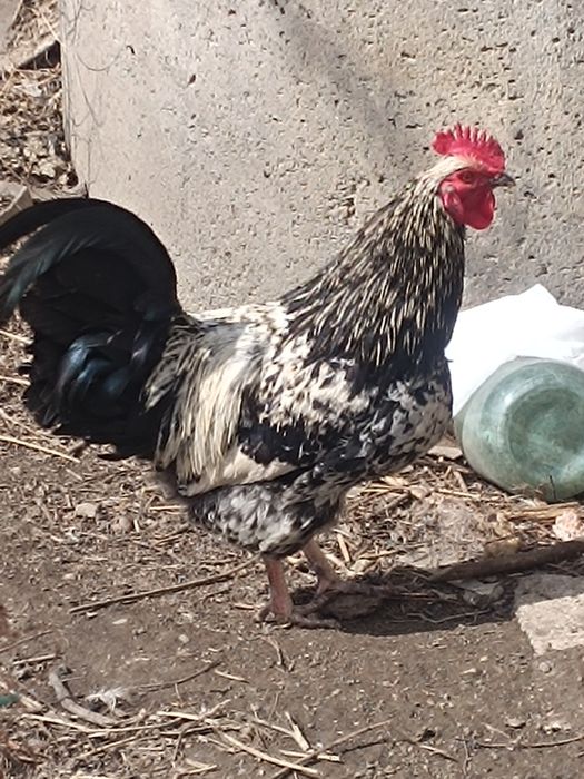 Продам Петухов лагенфельдер