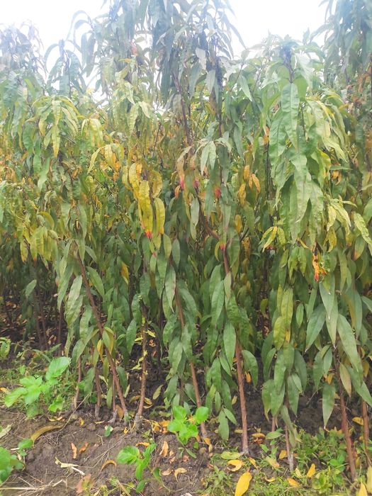 Xar xil turdagi mevali manzarali kochatlar