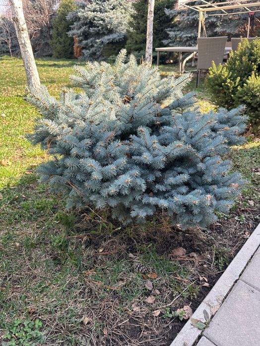 Ели голубые, сизые, елки и др.