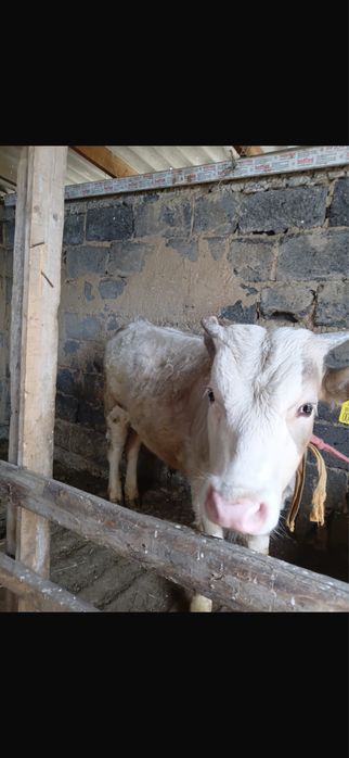 Бычок 11 месяцев, на откорм