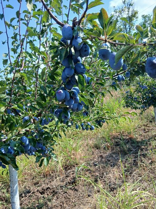 Salut  am prune naturale