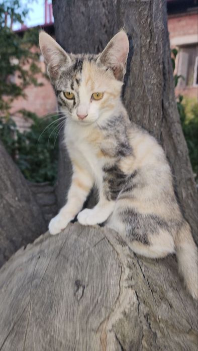 Котята,3 месяца,разные