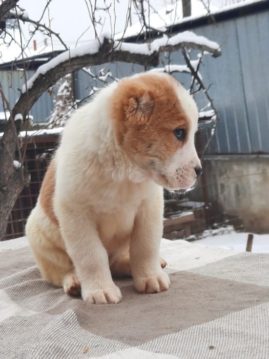 Щенки САО Алабая