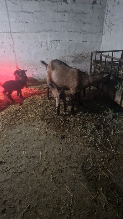 Capre alpine de vânzare