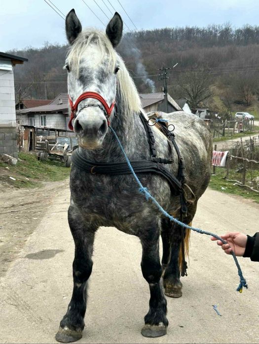 O manza de 3 ani gestanta