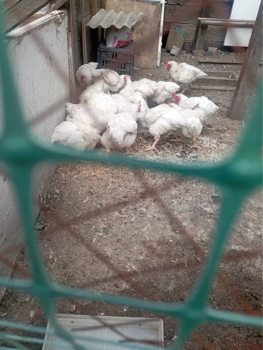 Продам кур бройлеров
