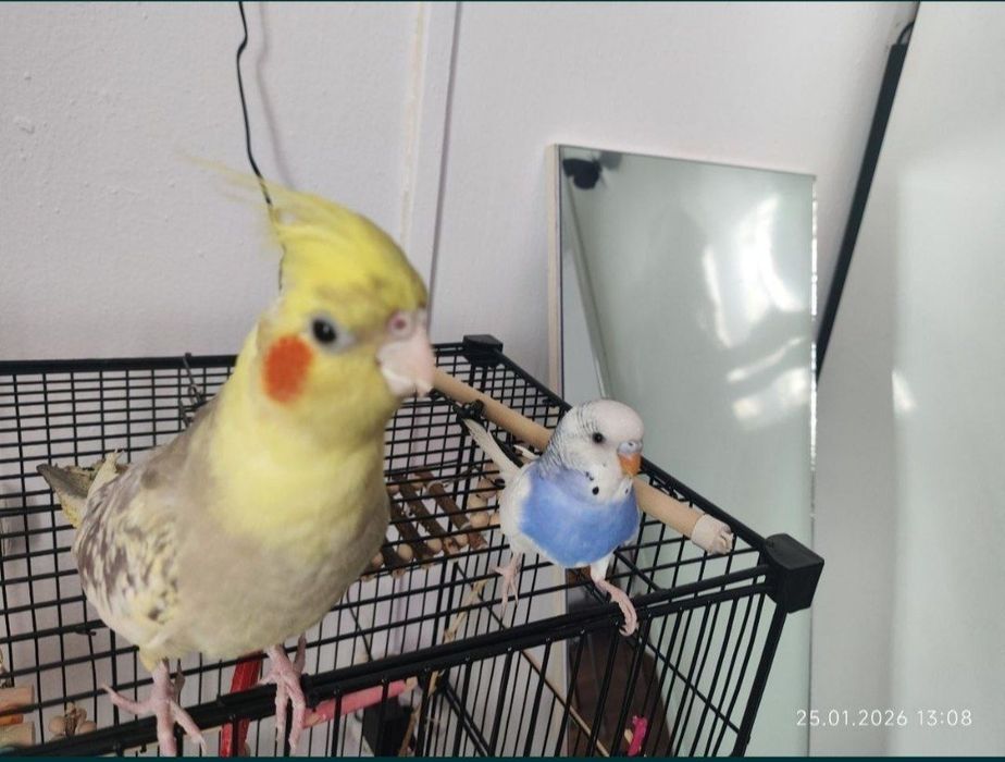 Попугаи с клеткой