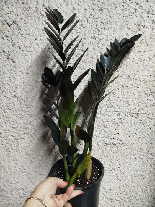 Замиокулькас Равен