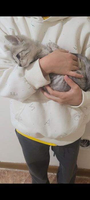 Отдам в добрые и ответственные руки