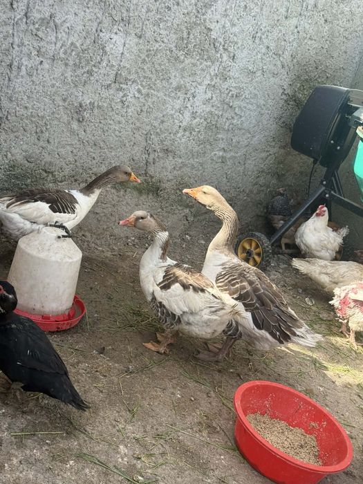 Vând familie de  2 gâște si un gâscan