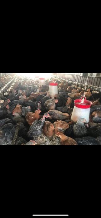 Vând pui alb de carne si rosu/porumbac rasa mixta