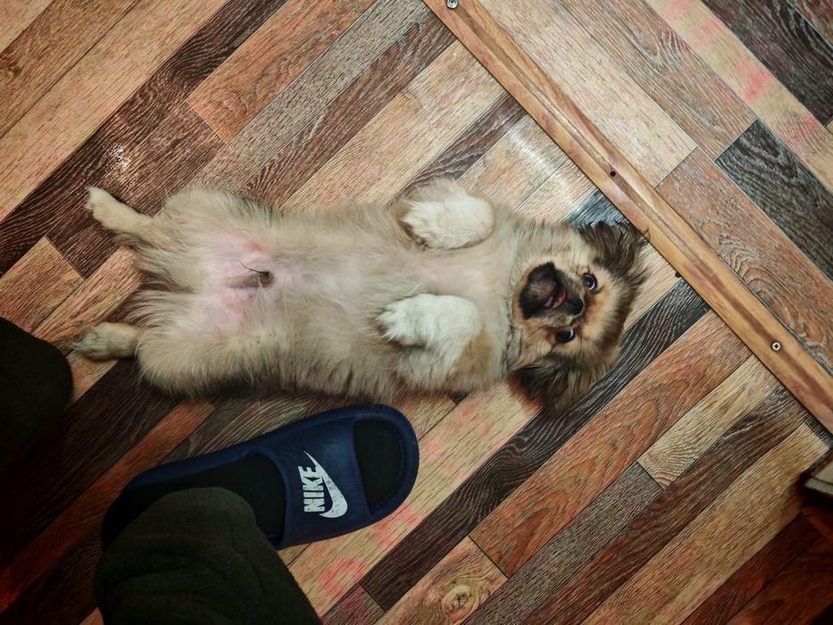 ПЕКИНЕС чистокровный кобель