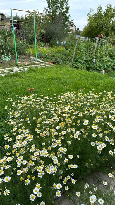 Срочно продам дачу на Самсоновке