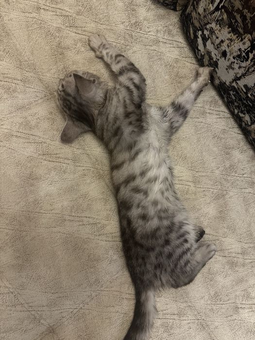 Продам британских котят