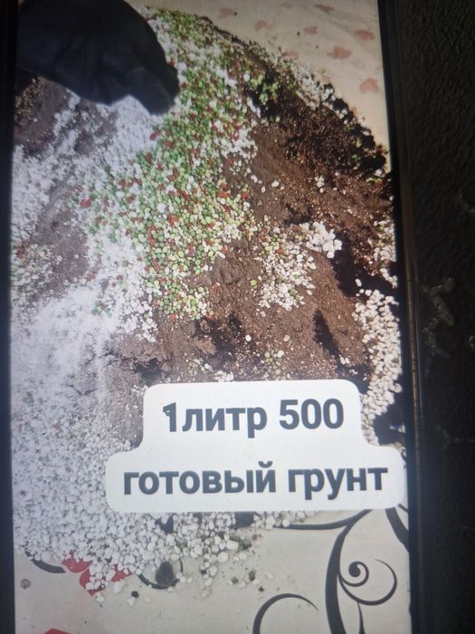 Бөлме гұлдері арзан