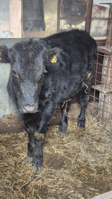 Tauras angus 350 kg