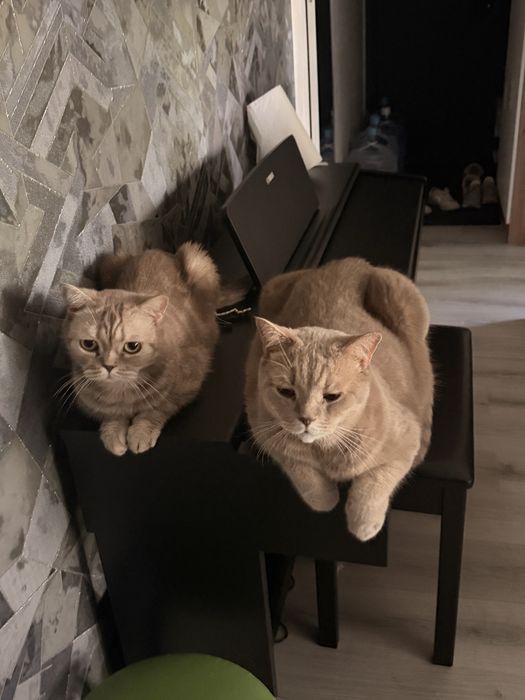 Шотландские коты