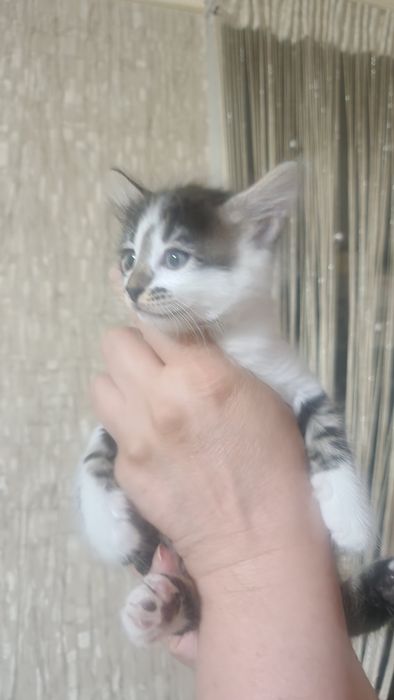 Отдаем котят в добрые руки