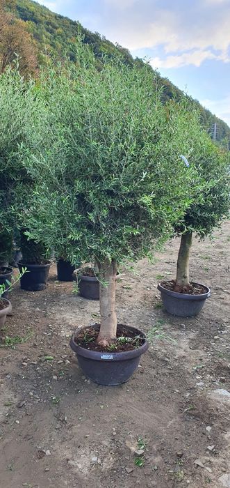Plante ornamentale, pon pon, spirale glob 3 pe tija / tuia gard viu