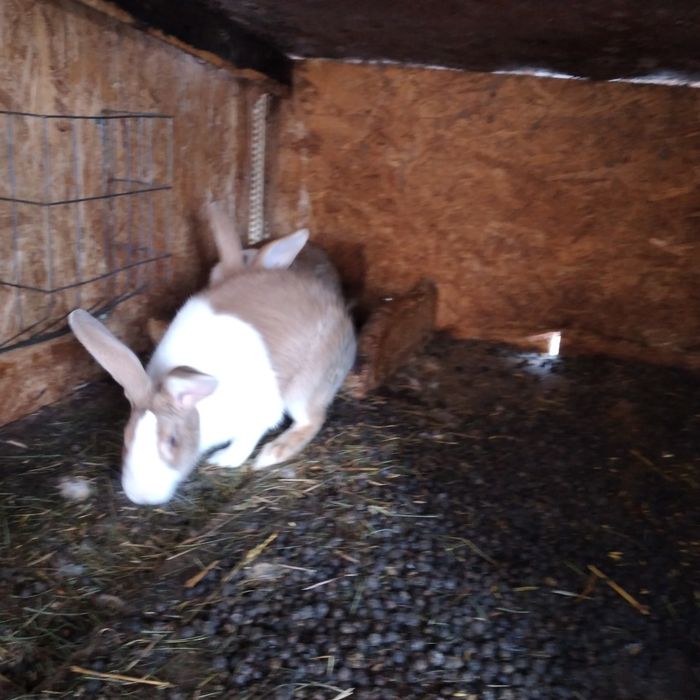 Vînd Femele Hicolle, femelă și mascul uriaș german gri