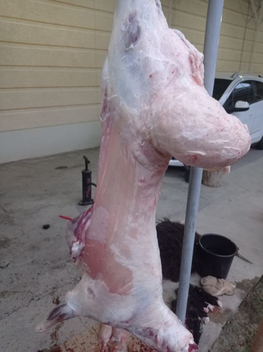 Qssob Qassobchilik qurbolu