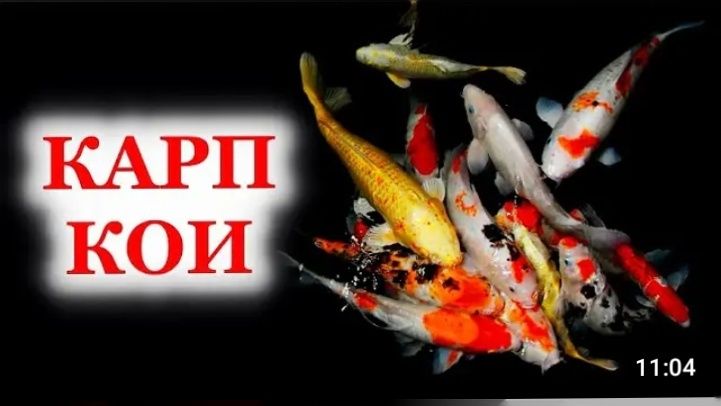 Яркий карп кое золотистый