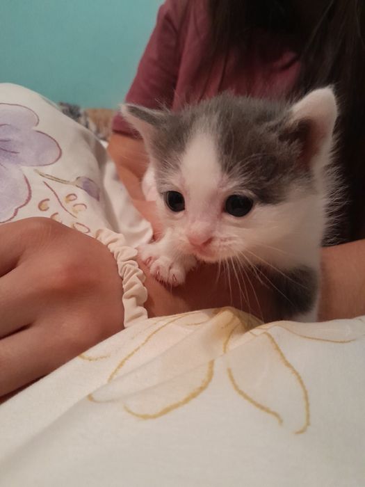 Отдам котят в добрые руки
