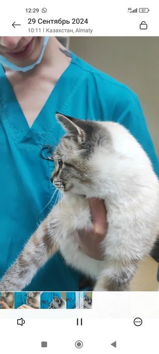 Кот 2,5 месяца , в хорошие руки