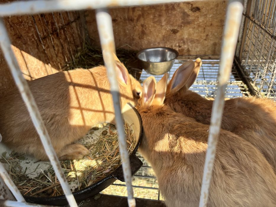 Продам молодых самок