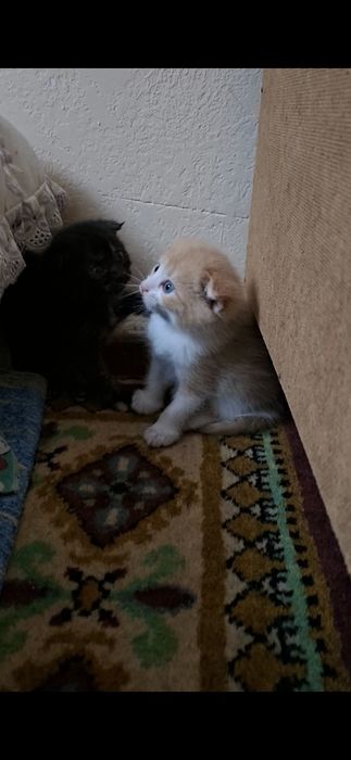 Продам вислоухих котят 20 дней