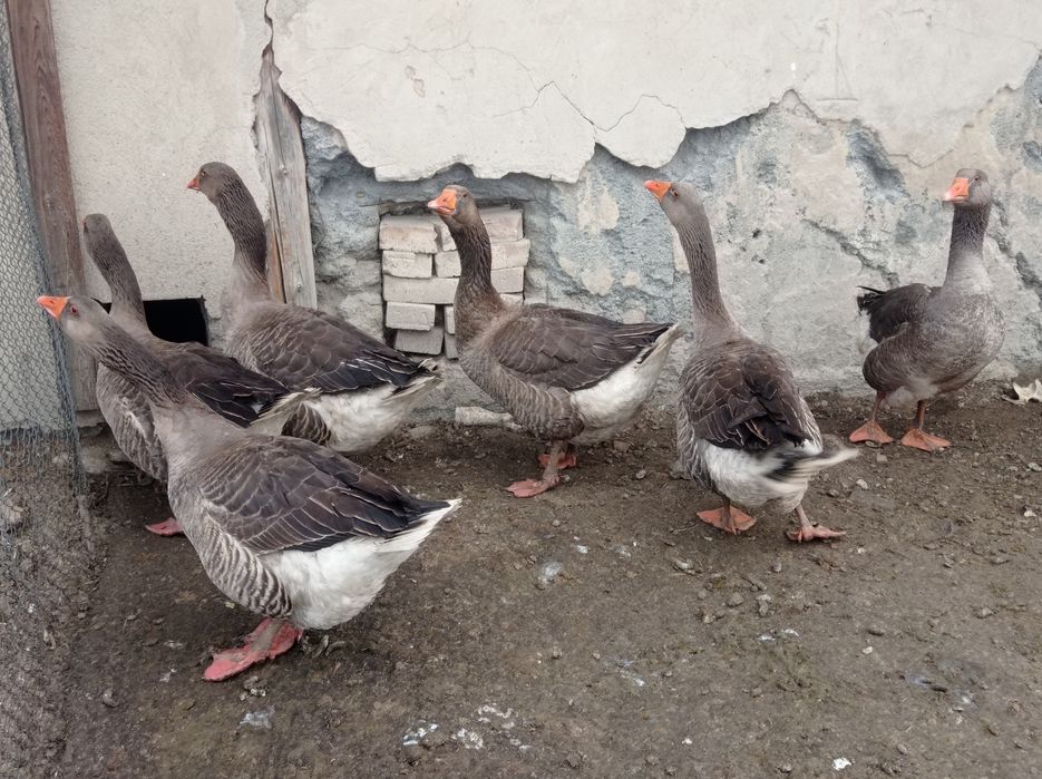 Продам гусей упитанные.