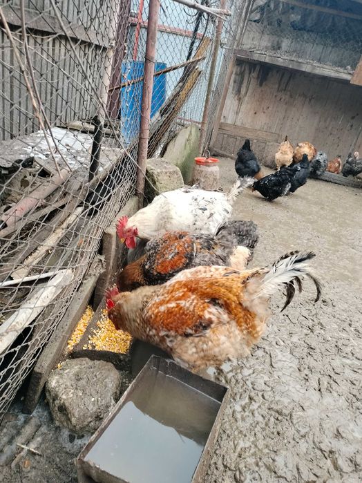 Cocoși de țară preț 70 leo