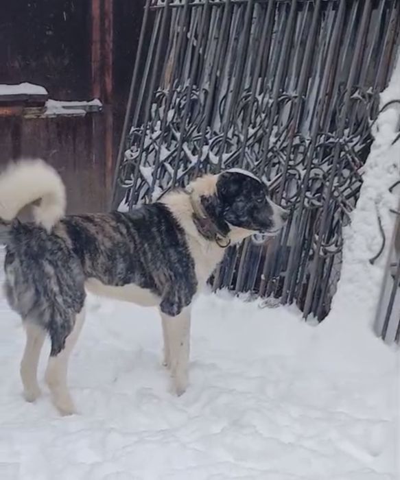 Продам кобеля сао. Тяжелый вес