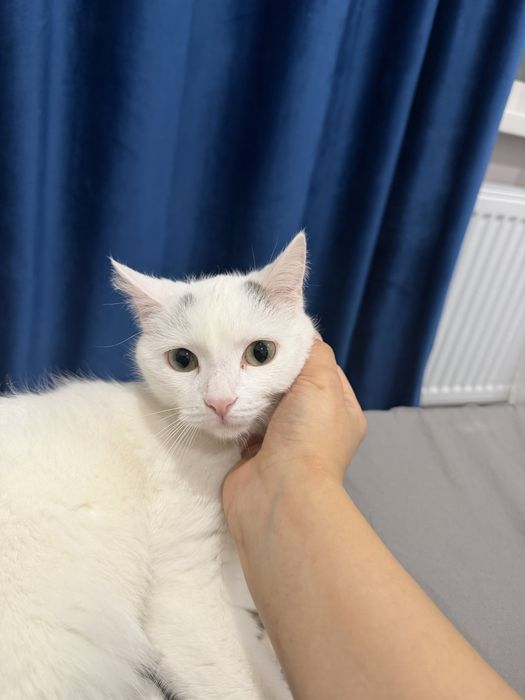 Отдам котенка в добрые руки