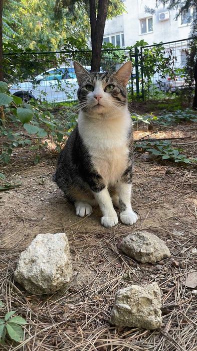 Fulg, motan de 4 ani, castrat