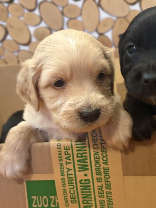 Подарявам кокершпаньолчета