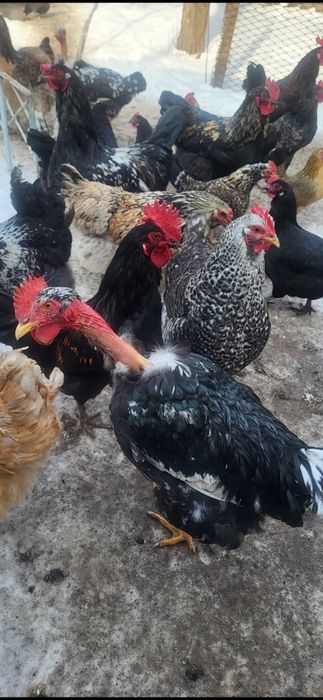 Продам молодых петушков