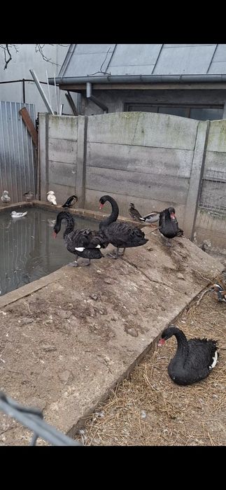 Vand lebede negre mature