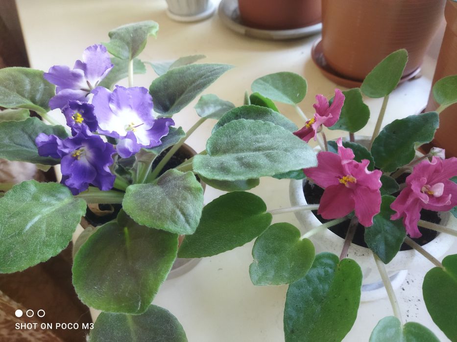 Фиалка  цветок..