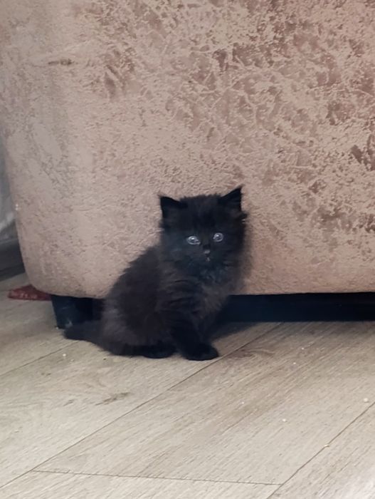 Отдам в добрые руки котят