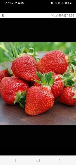 Разсад ягоди и малини