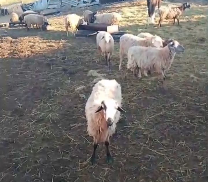 Продам 40 голов кошкаров