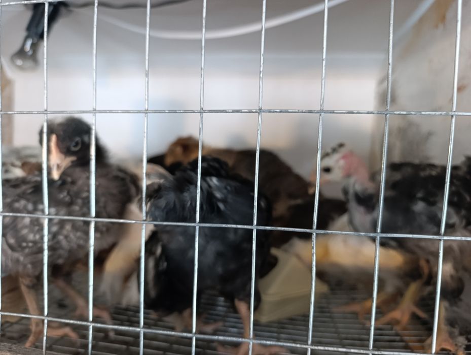 Цыплята домашние