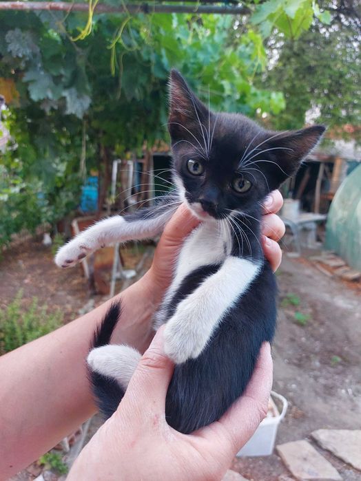 Подарявам котенца